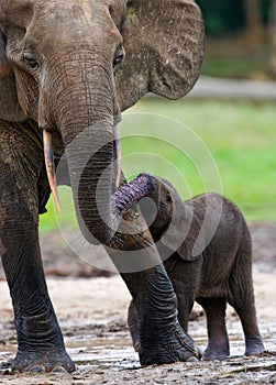 Female elephant with a baby.