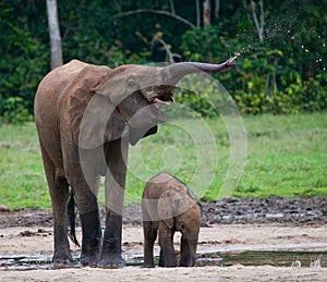 Female elephant with a baby.