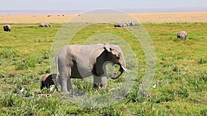 Female elephant with baby, Amboseli Park, Kenya
