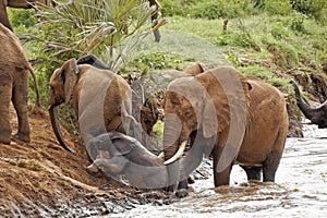 Female elephant helping baby climb out of river, Kenya photo