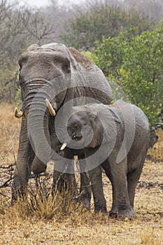 Female elephant with her son