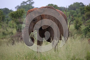 Female Elephant with Mud Sun Lotion in Hwage National Park, Zimbabwe, Elephant, Tusks, Elephant`s Eye Lodge