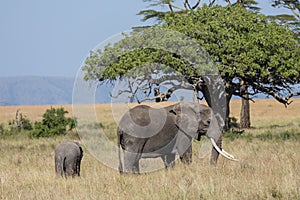 A female elephant projecting its kid