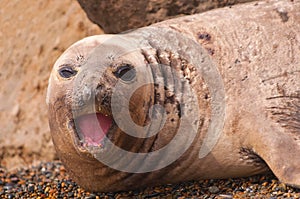 Female Elephant Seal
