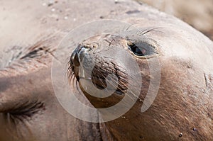 Female Elephant Seal