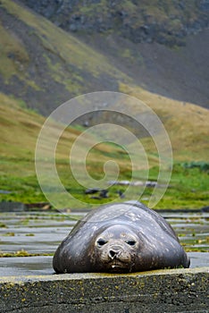 Female Elephant Seal lounging on a cement pad at the abandoned Grytviken whaling station on South Georgia island, southern Atlanti