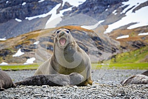 Female elephant seal with newborn at her feet on Stromness Harbor South Georgia