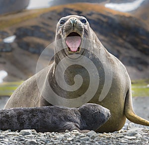 Female elephant seal with newborn screaming