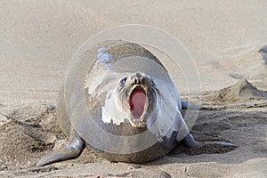 Female elephant seal vocalizing on beach