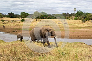 Female elephant taking care of her babies on a river of the savanna of Tarangire National Park, in Tanzania