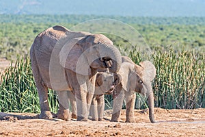 Female Elephant and two calves drinking water