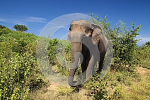 Female of elephant in Udawalawe national park, Sri Lanka