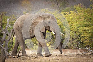 Female elephant walking in autumn bush in Kruger Park in South Africa