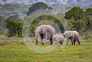 Female elephant walks with her two offspring in Kenya