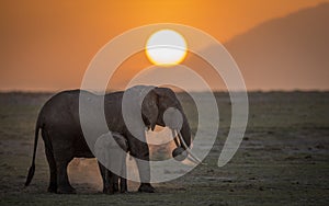 Female Elephant with youngster at sunset in Amboseli National Park