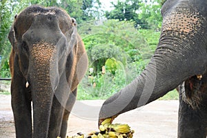 Female elephants at banana buffet