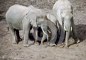 Female elephants and calf, Tanzania