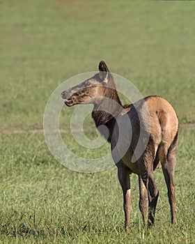 Female Elk