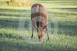 Female Elk