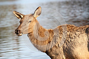 Female elk