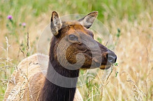 Female Elk