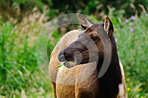 Female Elk photo