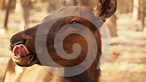 Female elk