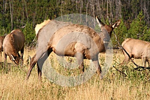 Female Elk