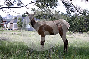 Female Elk