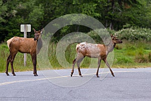 Female Elk