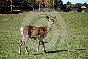 Female Elk