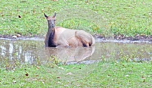 Female Elk