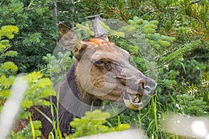 Female Elk