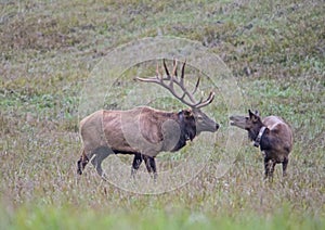 A female elk backtalks a big bull antlered male,