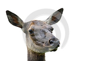 female elk (Cervus canadensis