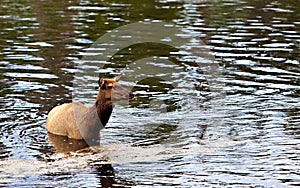 A female elk (Cervus canadensis)