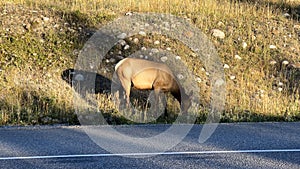 Female elk, Cervus canadensis grazing near the road. Jasper National Park, Canada.