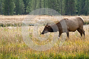 Female elk cow grazes in the grassy marsh of the Madison River in Yellowstone National Park