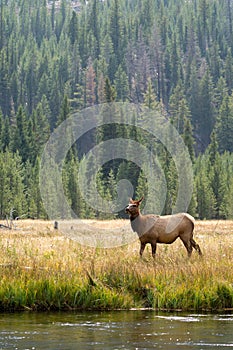 Female elk cow grazes in the grassy marsh of the Madison River in Yellowstone National Park