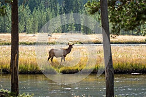 Female elk cow grazes in the grassy marsh of the Madison River in Yellowstone National Park, scratching herself