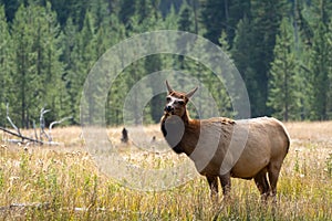 Female elk cow looks around with a tilted head in a grassy meadow in Yellowstone National Park in autumn