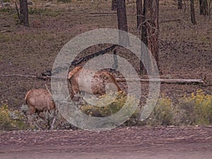 Female Elk deer. Grand Canyon village, Arizona, USA