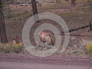 Female Elk deer. Grand Canyon village, Arizona, USA