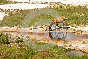 A female elk drinking water from a hot spring at West Thumb Geyser Basin, Yellowstone National Park