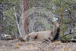 Female elk in the forest of Grand Canyon