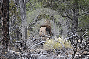 Female elk in the forest of Grand Canyon