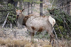 Female elk in the forest of Grand Canyon