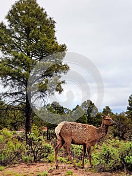 Female elk in the foret near Grand Canyon, USA photo