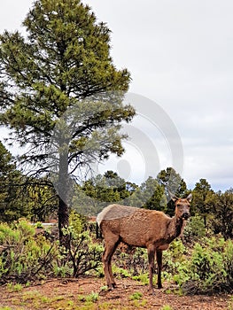 Female elk in the foret near Grand Canyon, USA