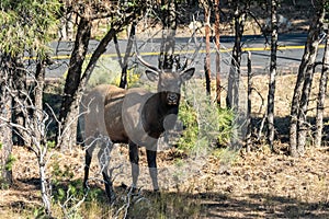 A Female Elk in Grand Canyon National Park, Arizona